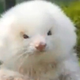 Image for article titled Guy Tries to Buy Toy Poodles, Gets Fluffy, Steroid-Pumped Giant Ferrets Instead